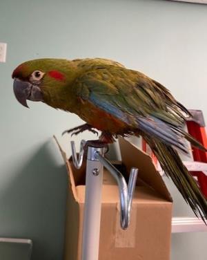 Missing Macaw sitting on his perch-safely home