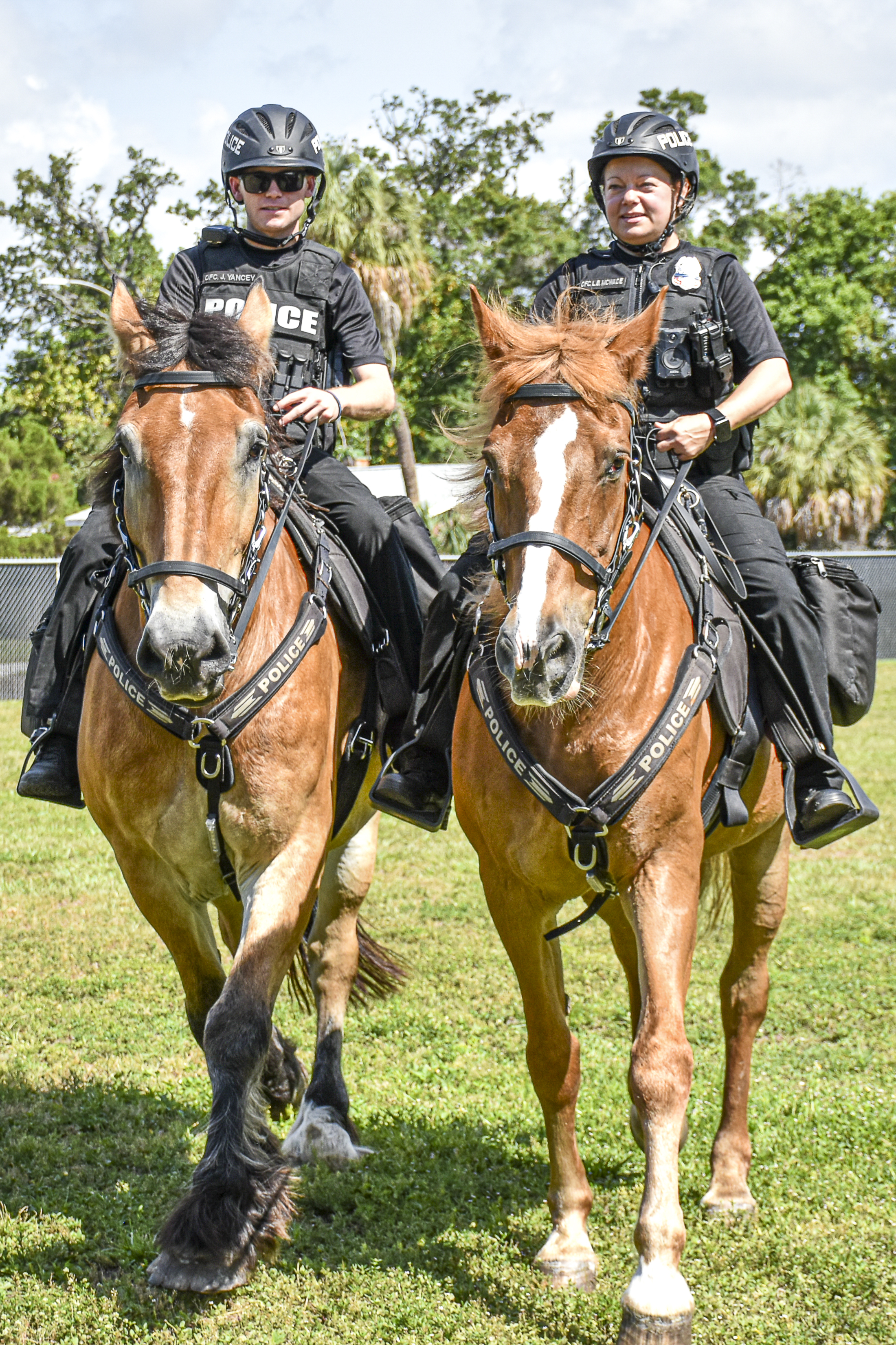Neew horse with riders