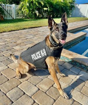 Loki with vest