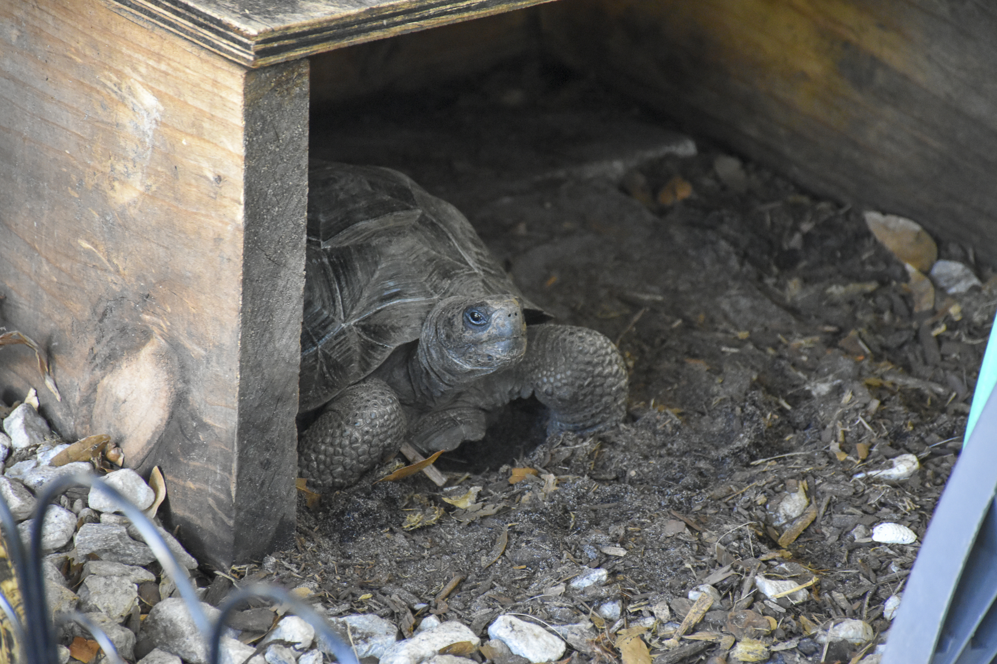 Tortoise 3
