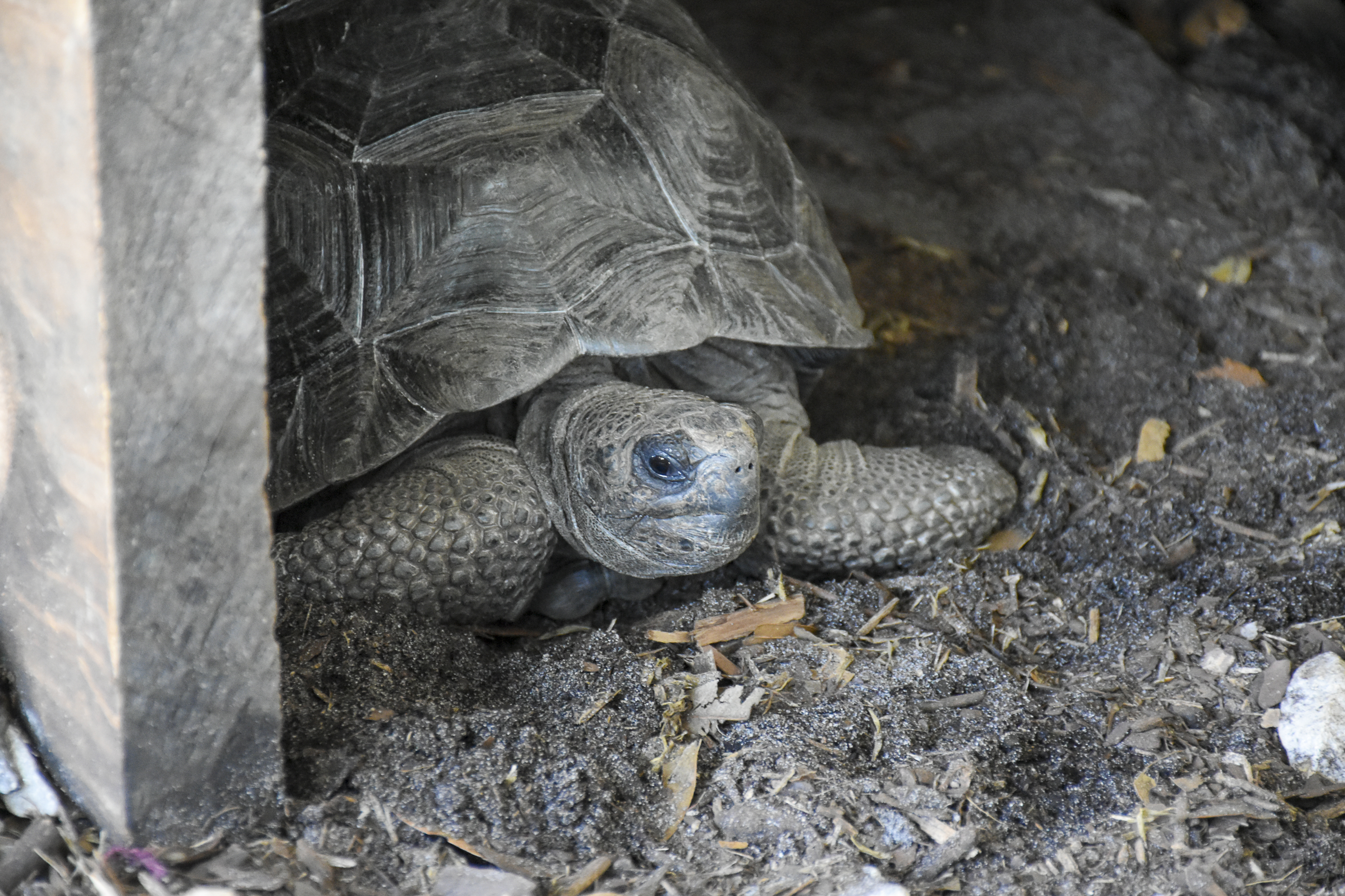 Tortoise 4