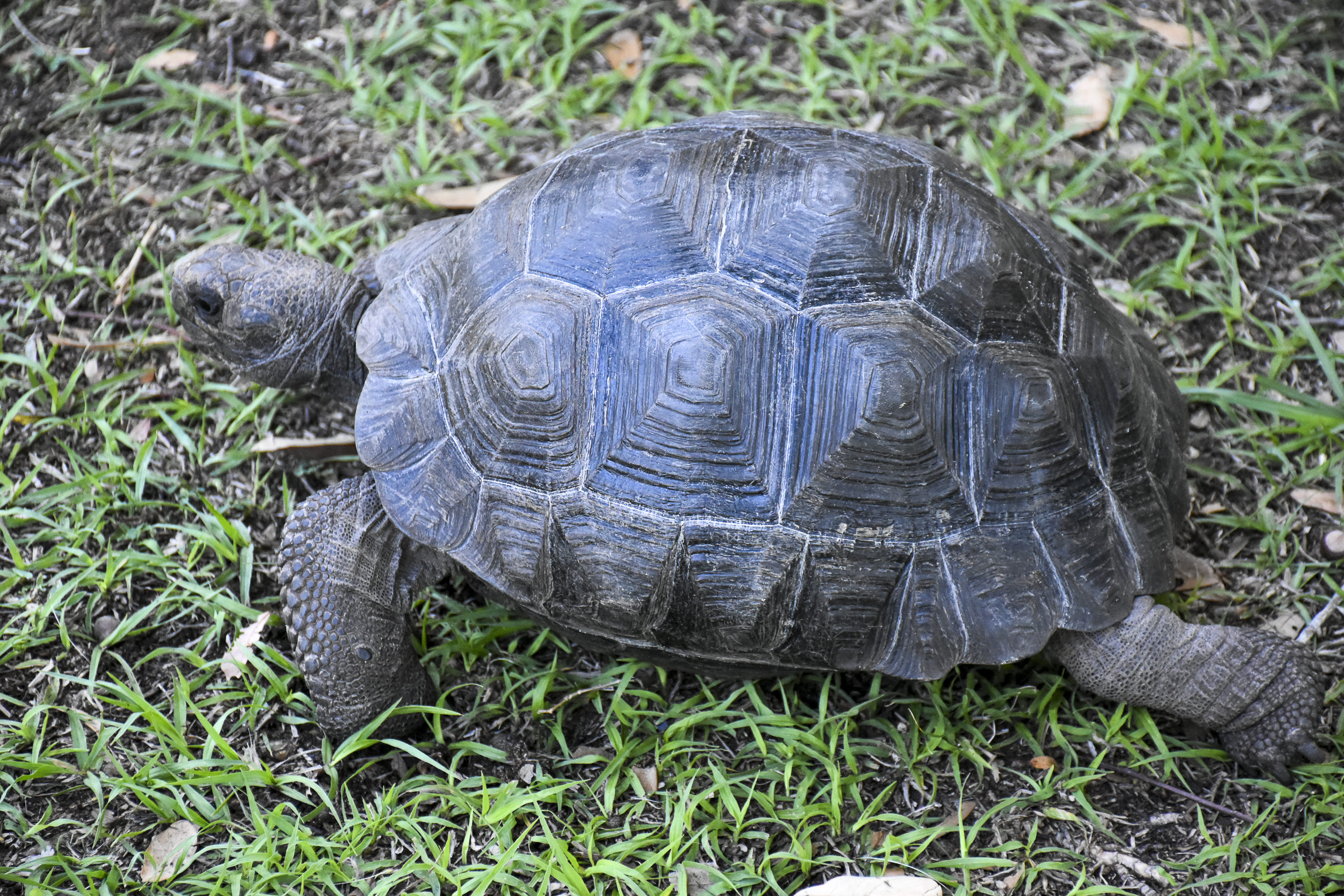Tortoise 5