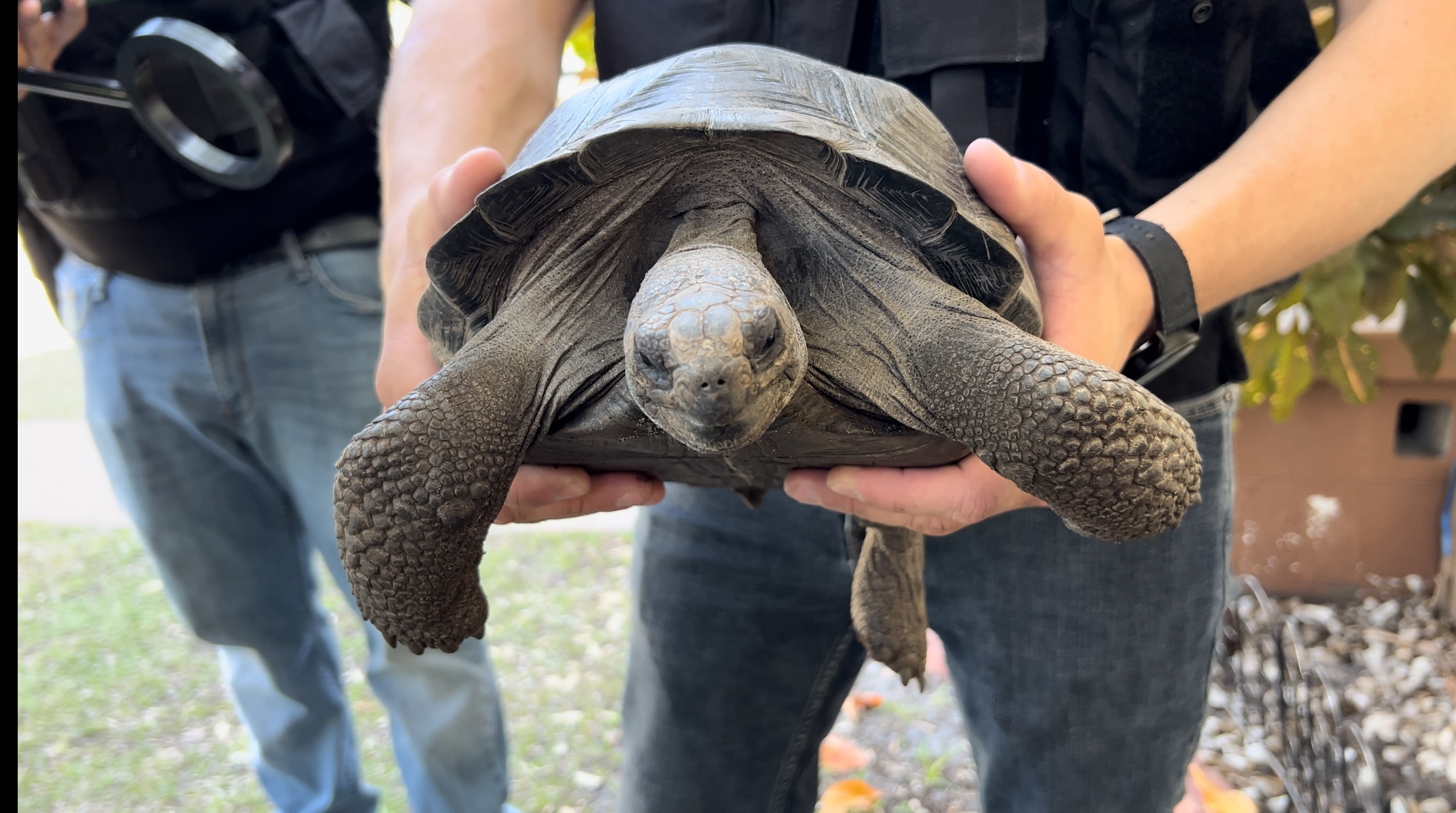 Tortoise 1