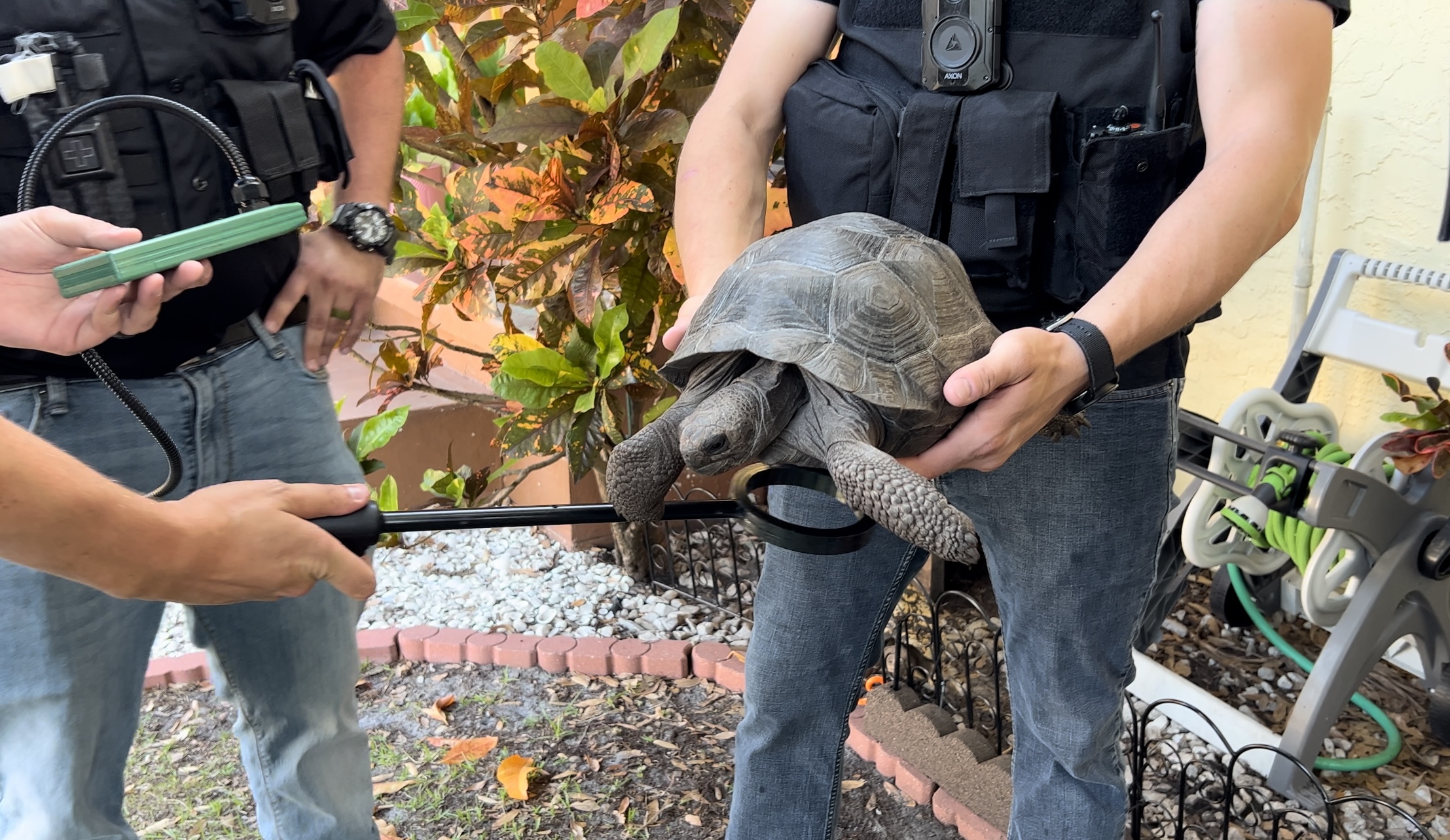Tortoise 2