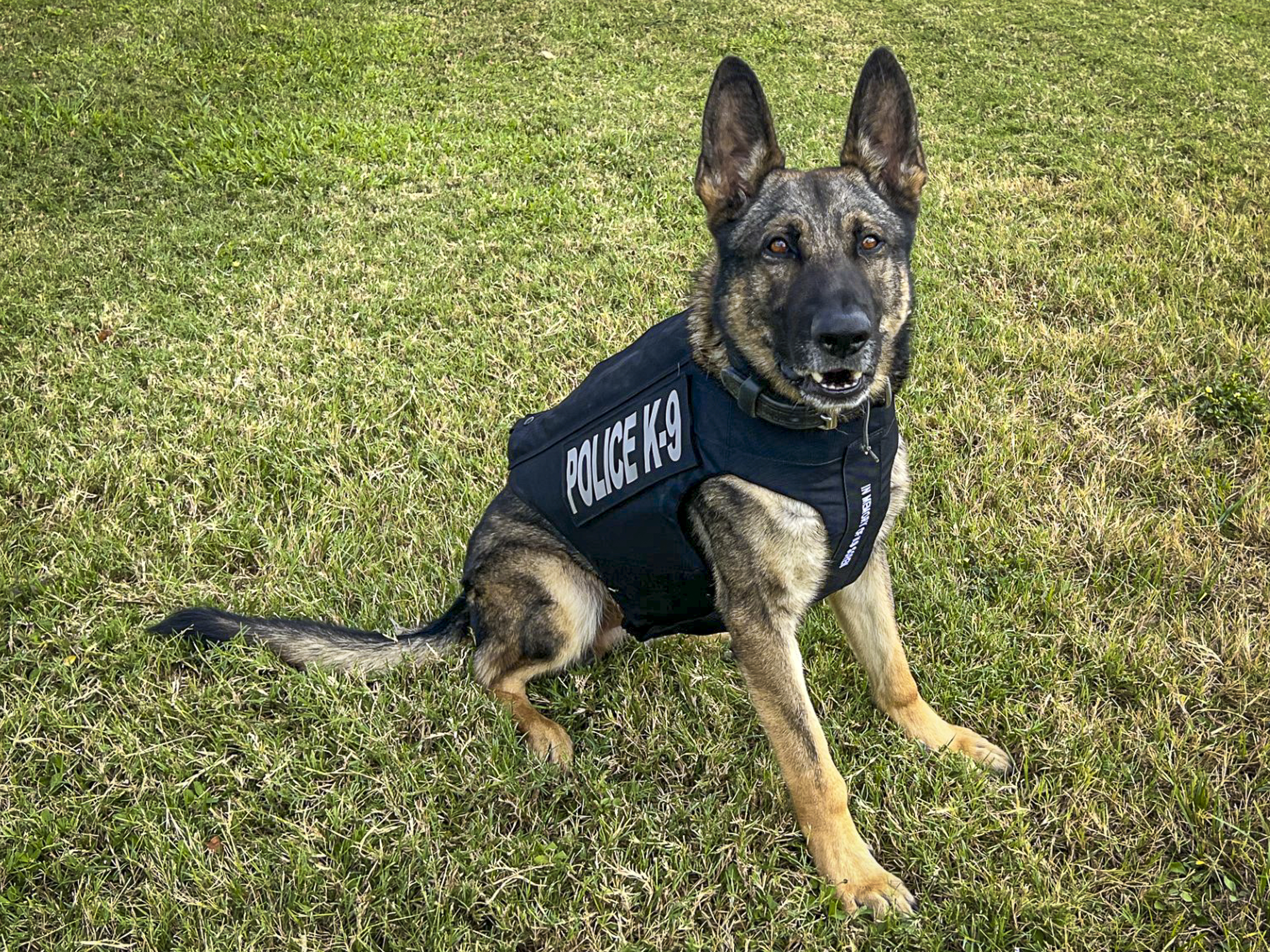 King in Vest