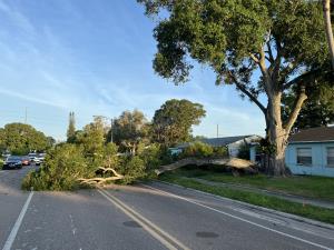 Fallen Tree